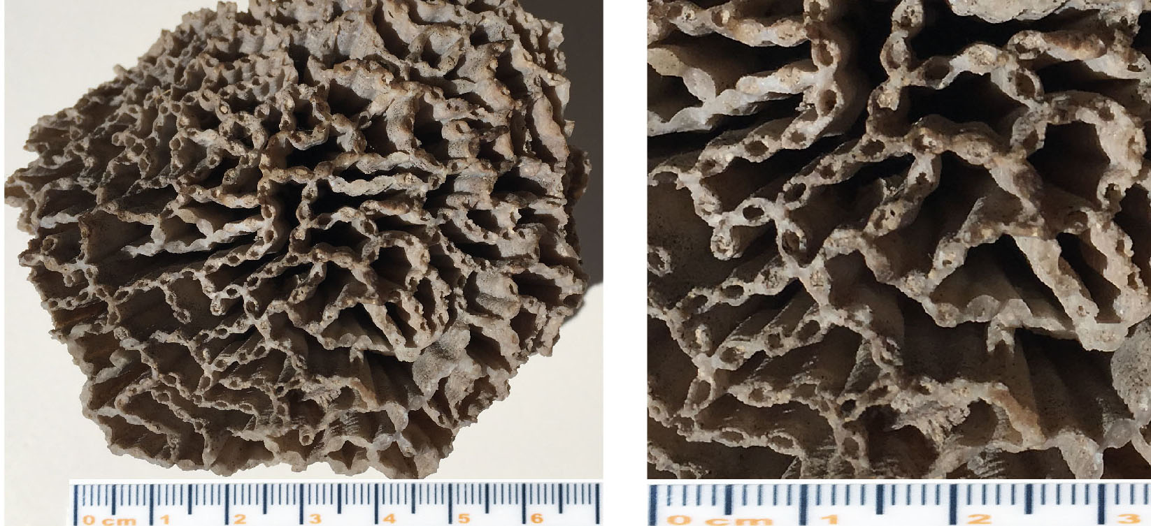 Silurian chain-coral fossils, Halysites occidens from the Louisville Limestone 